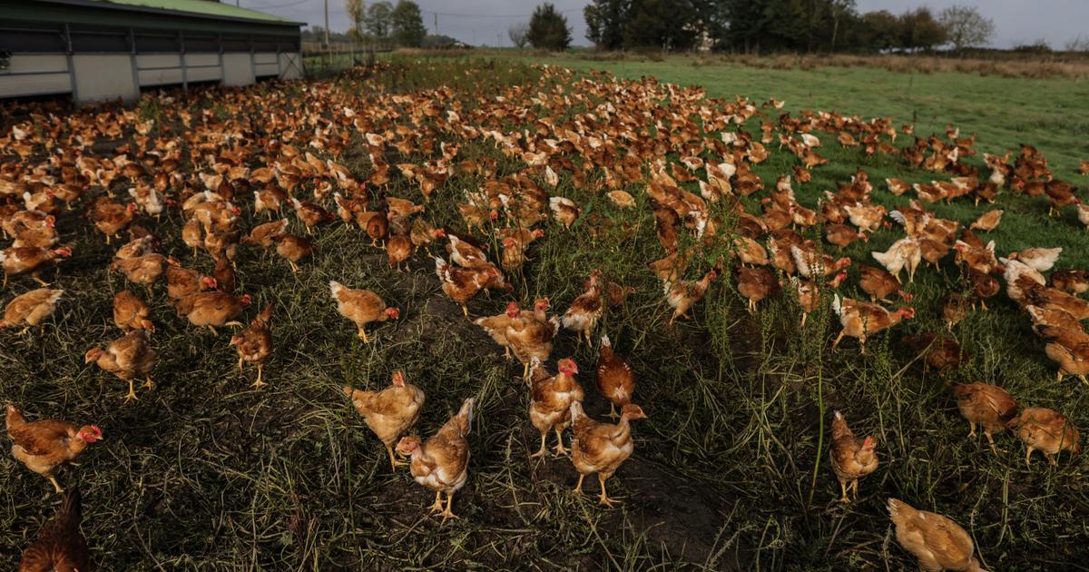 Volailles, porcs, cÃ©rÃ©alesâ€¦ Ces filiÃ¨res qui pourraient profiter de la loi Duplomb