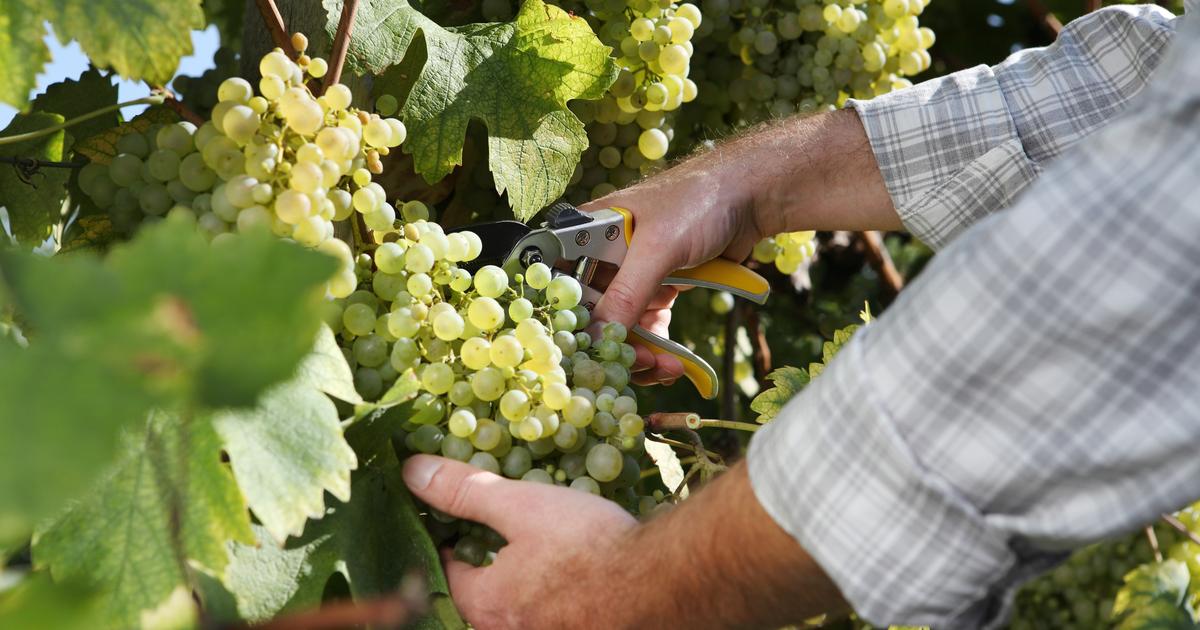 «Ils recrutent à l’étranger car c’est plus facile de baisser les salaires» : en Champagne, malaise autour des prestataires chargés des vendanges