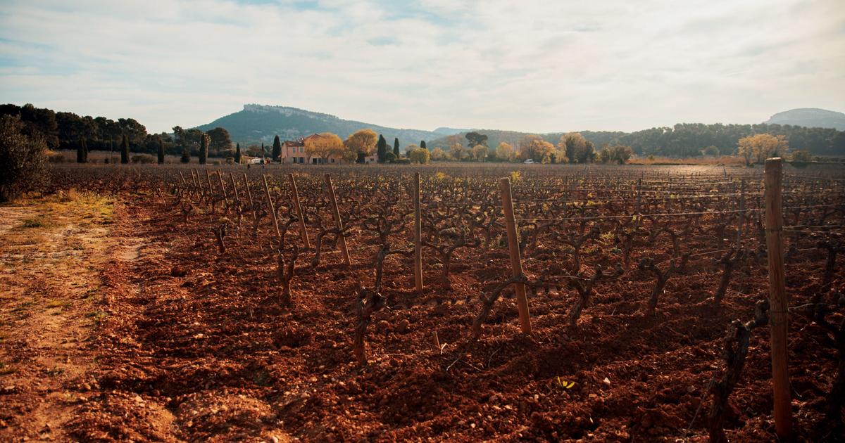 «J’aimerais que l’on trouve davantage les vins de Cassis à Paris» : au domaine Bodin, une nouvelle génération aux commandes