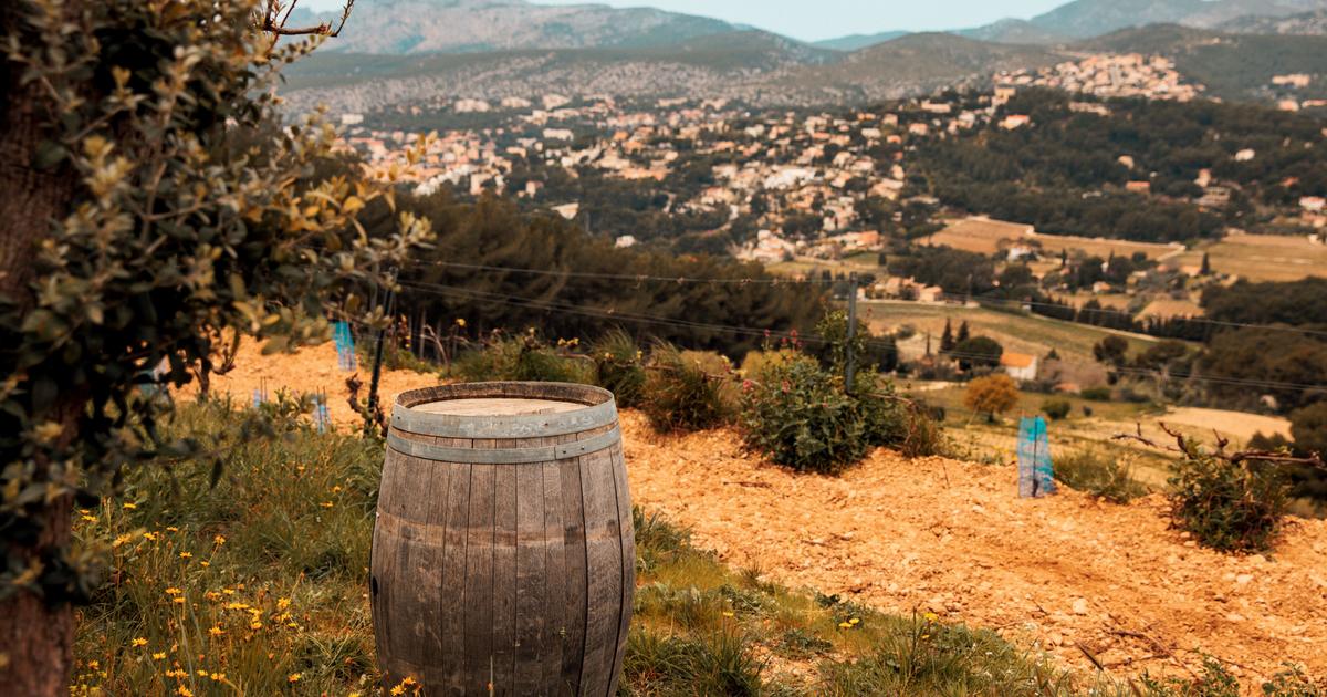 De 7 à 50 hectares : comme le domaine du Paternel est devenu un petit empire à Cassis