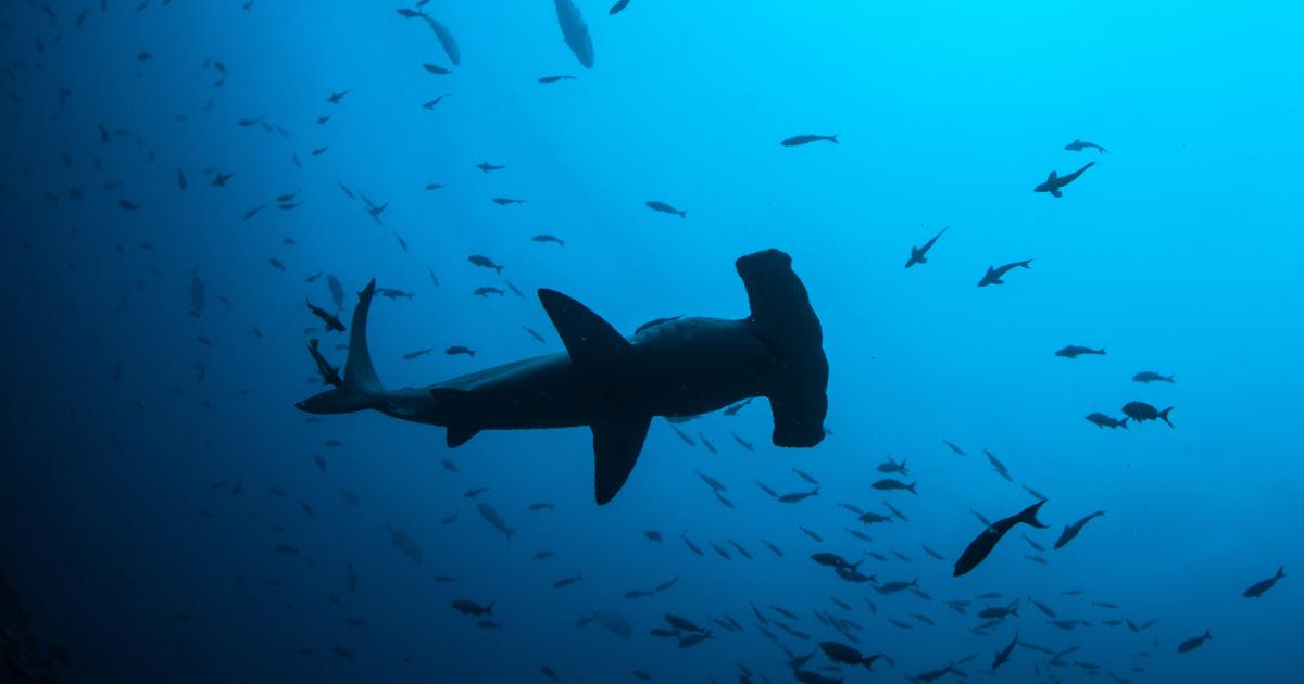 PolynÃ©sie: un enfant de sept ans gravement blessÃ© par un requin