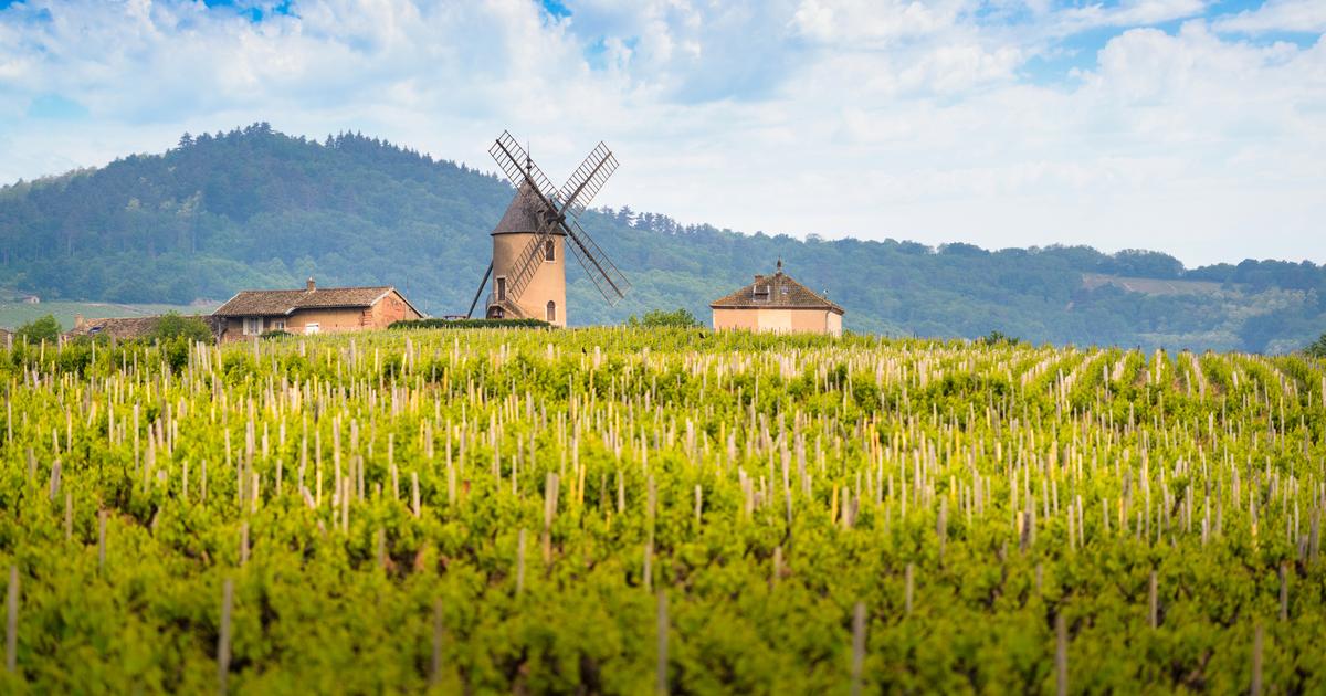 «À l’export, ils en veulent toujours plus !» : pourquoi le Beaujolais va devenir l’une des plus grandes régions viticoles de France