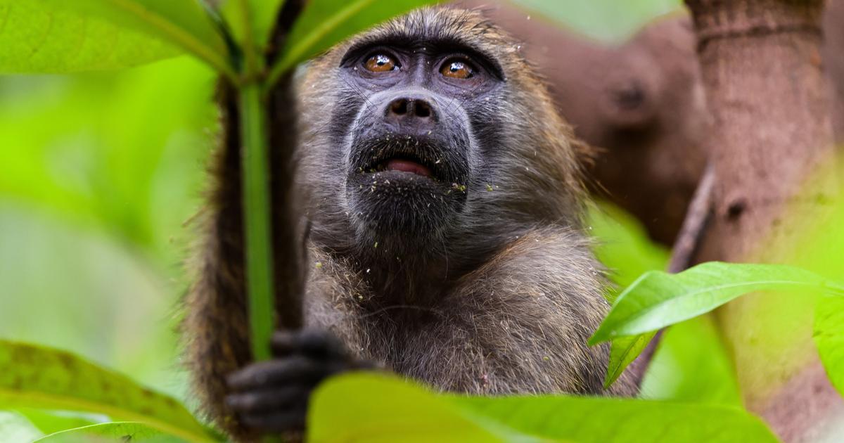 Allemagne : le zoo de Nuremberg fait polÃ©mique aprÃ¨s avoir tuÃ© douze babouins en parfaite...