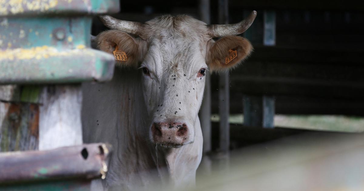L214は、動物虐待のためにポルトベッキオ屠殺場に対して苦情を申し立てます
