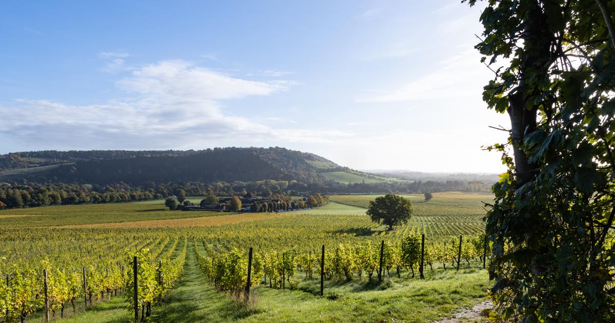 «Une tendance à la hausse» : pendant que la filière souffre, le vin anglais poursuit sa croissance