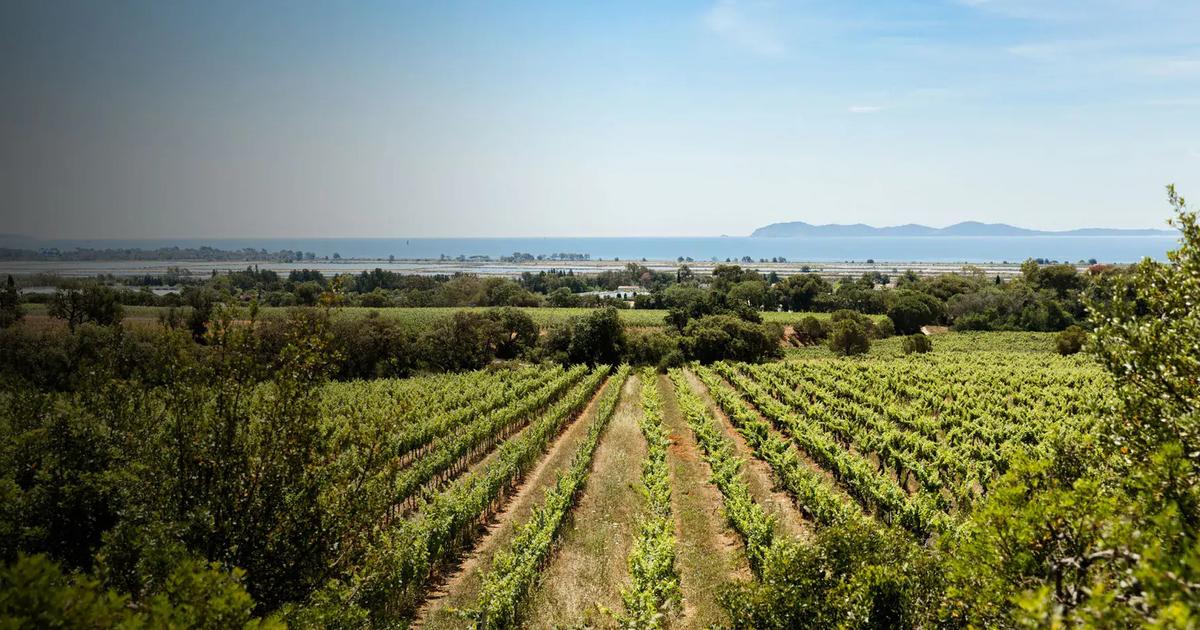 «Il permet de faire des vins pleins de typicité» : ce cépage méconnu fait de plus en plus d’adeptes en Provence