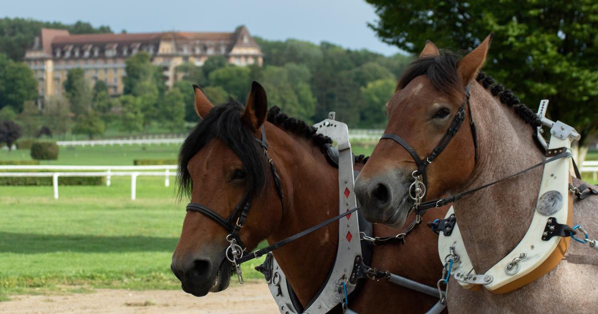 Normandie : après la mutilation de plusieurs chevaux, une personne ...