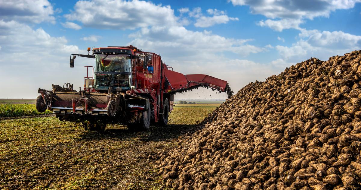 «Nos voisins vont récupérer nos parts de marché, c’est inacceptable» : après la censure sur l’acétamipride, les agriculteurs entre colère et mobilisation