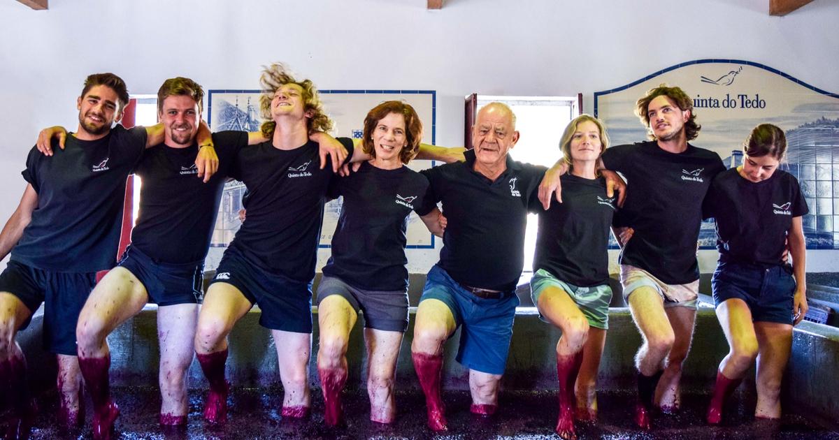 «J’ai toujours des volontaires pour le faire !» : les vignerons pressent-ils encore les raisins avec les pieds ?