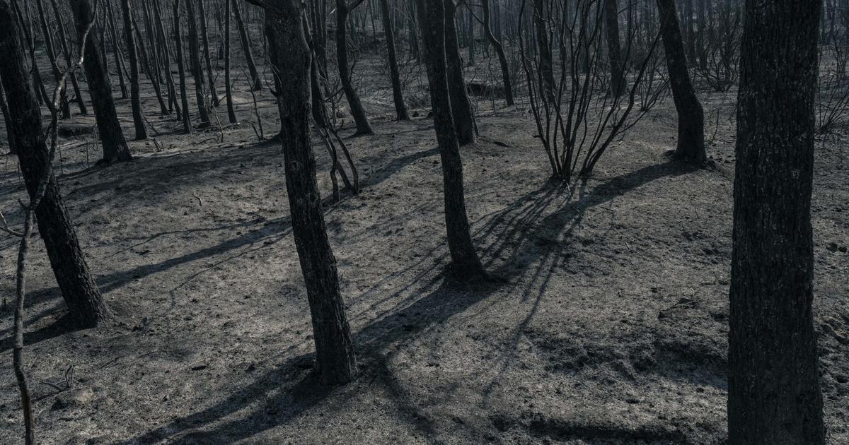Incendie dans l’Aude : les viticulteurs réclament «un fonds d’urgence»