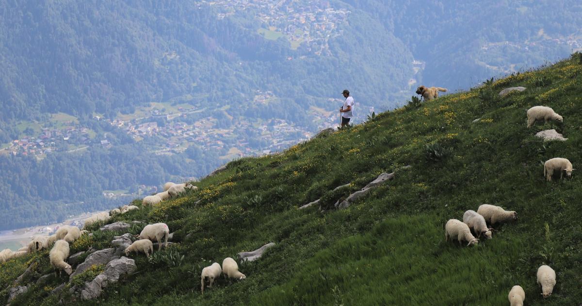 Dans les Alpes, la difficile cohabitation entre loups, éleveurs, patous et promeneurs