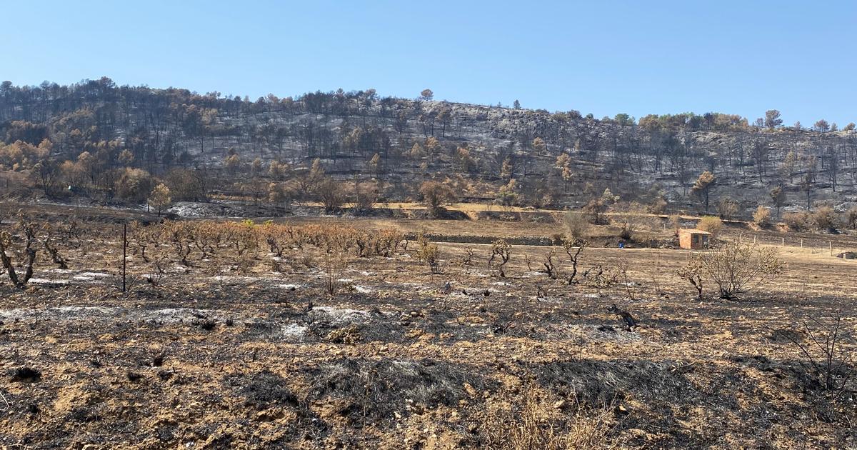 «Malgré nos alertes, nous n’avons pas été entendus par les pouvoirs publics» : le constat amer des vignerons après l’incendie dans l’Aude