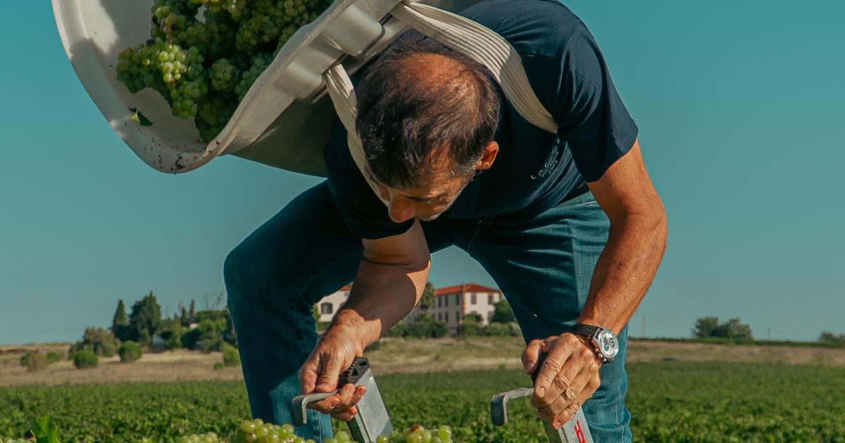 «Un moment fédérateur» teinté d’inquiétude climatique : nous avons participé aux vendanges les plus précoces de France