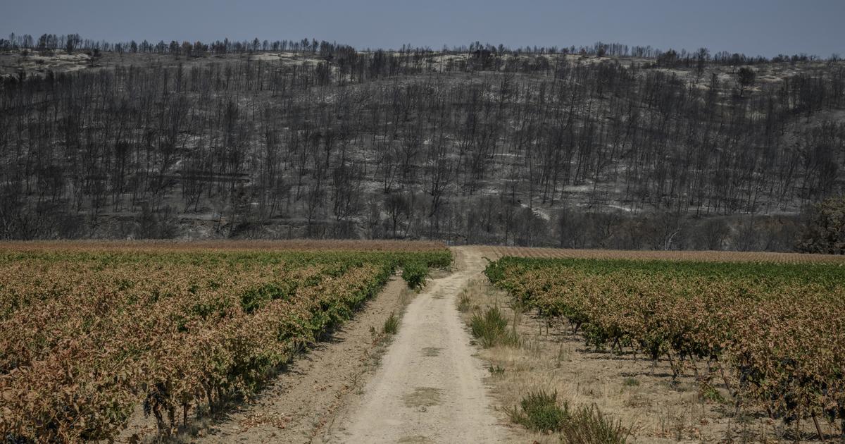 «La vigne a sauvé notre maison» : dans l’Aude, l’épineuse question des campagnes d’arrachage après l’incendie