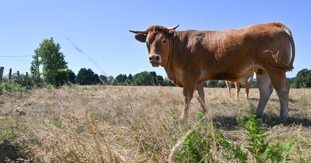 Baisse de la production laitière, vendanges précoces… Dans les campagnes françaises, la canicule laisse des marques profondes