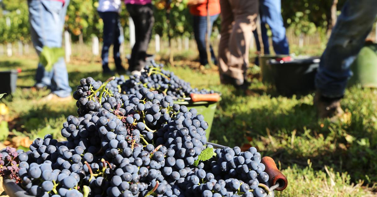 «C’est vraiment précoce» : ces régions françaises où les vendanges débutent anormalement tôt