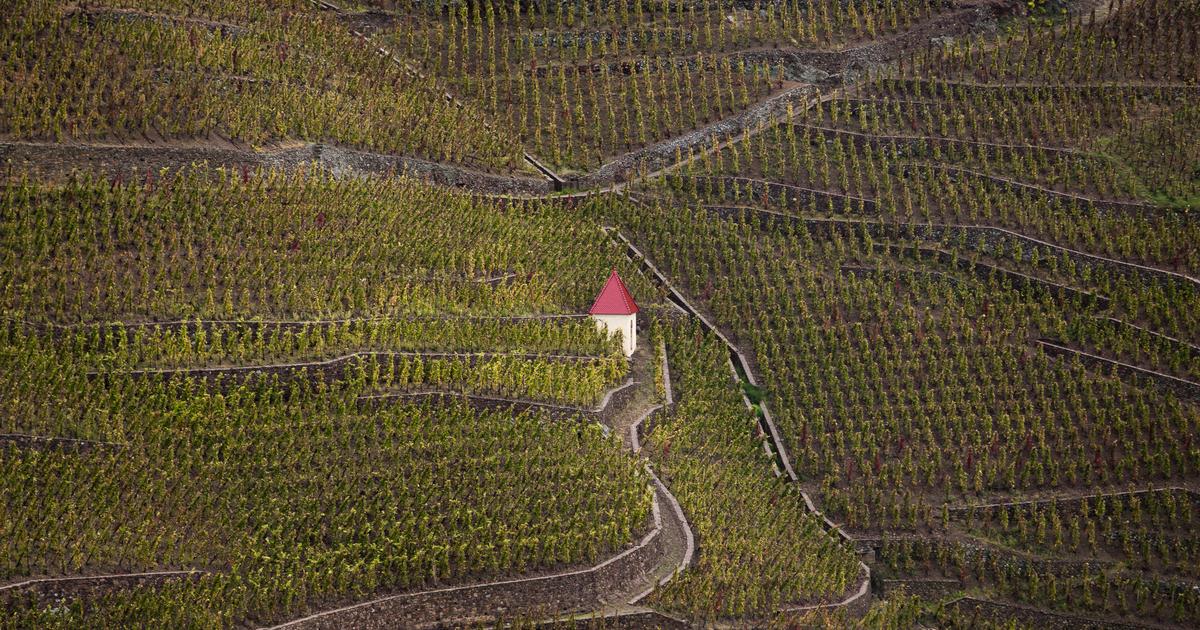 Côte-Rôtie, Châteauneuf-du-Pape… Ces grands vins rouges qui cachent des cépages blancs