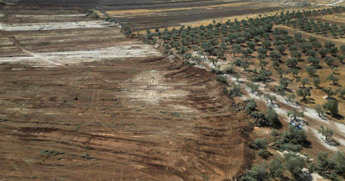 Cisjordanie: des centaines d'arbres palestiniens dÃ©racinÃ©s en prÃ©sence de l'armÃ©e...