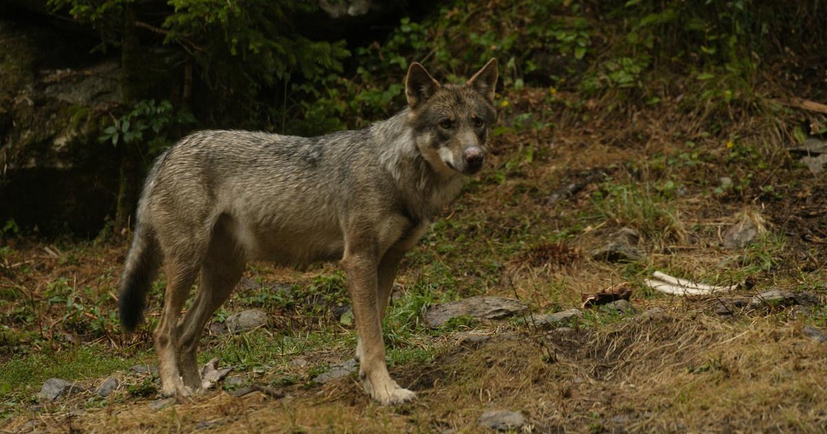 Aveyron : un loup responsable de plusieurs attaques de moutons abattu