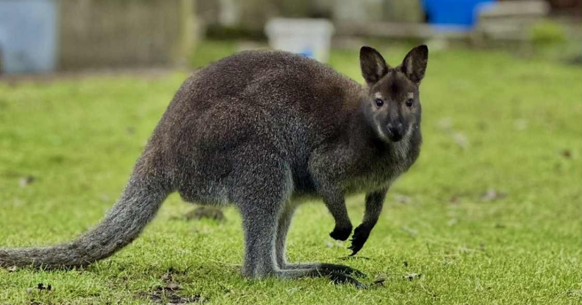 Â«Il passe de jardin en jardinÂ»Â : un wallaby Ã©garÃ© se balade prÃ¨s des marais de...