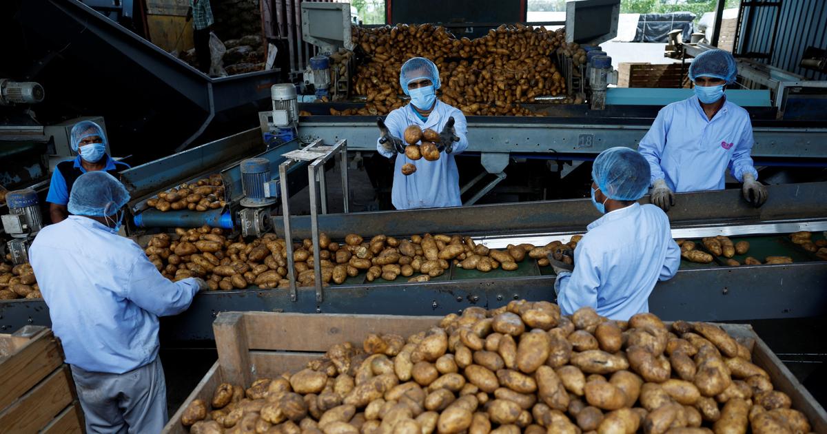 «On voit des industriels proposer des prix indécents» : pourquoi le cours de la pomme de terre chute-t-il autant ?