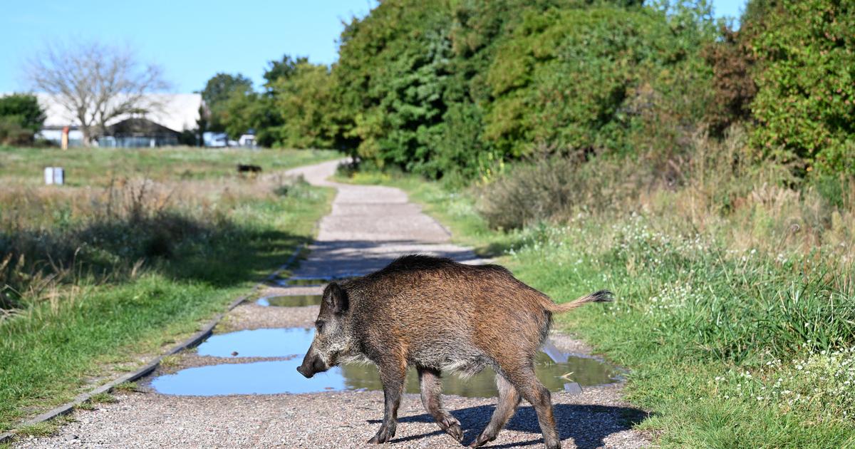 Dégâts causés par les sangliers : les chasseurs ne veulent plus être les seuls à payer