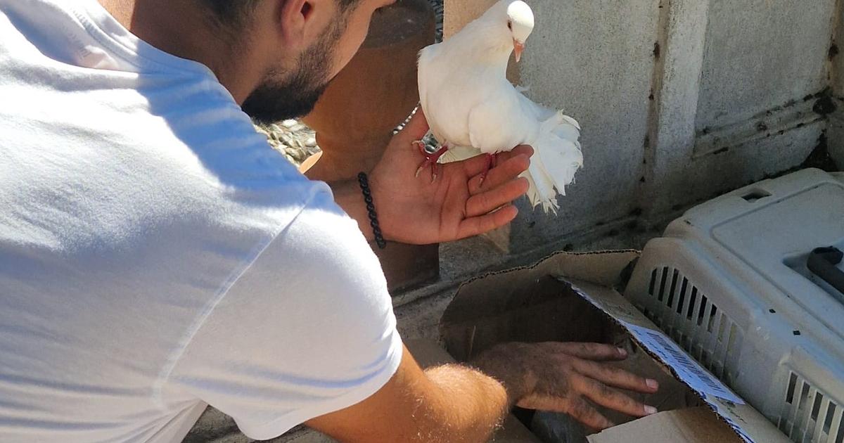 Â«Câ€™est une mafiaÂ»Â : Ã  Nice, des pigeons paons utilisÃ©s pour soutirer de...