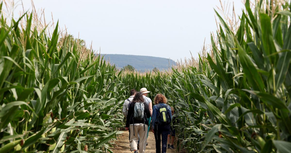 «Je ne m’attendais pas à un tel succès» : le carton inattendu des labyrinthes de maïs