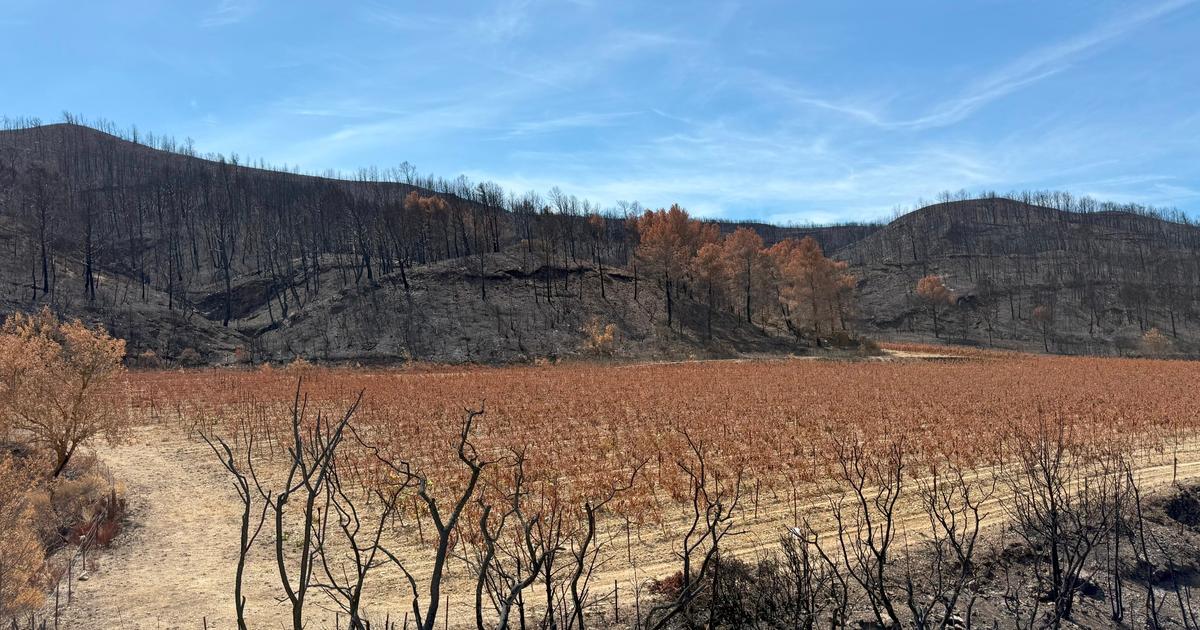 Â«Quand on lÃ¨ve les yeux vers la garrigue, on pleureÂ» : un mois aprÃ¨s le grand incendie,...