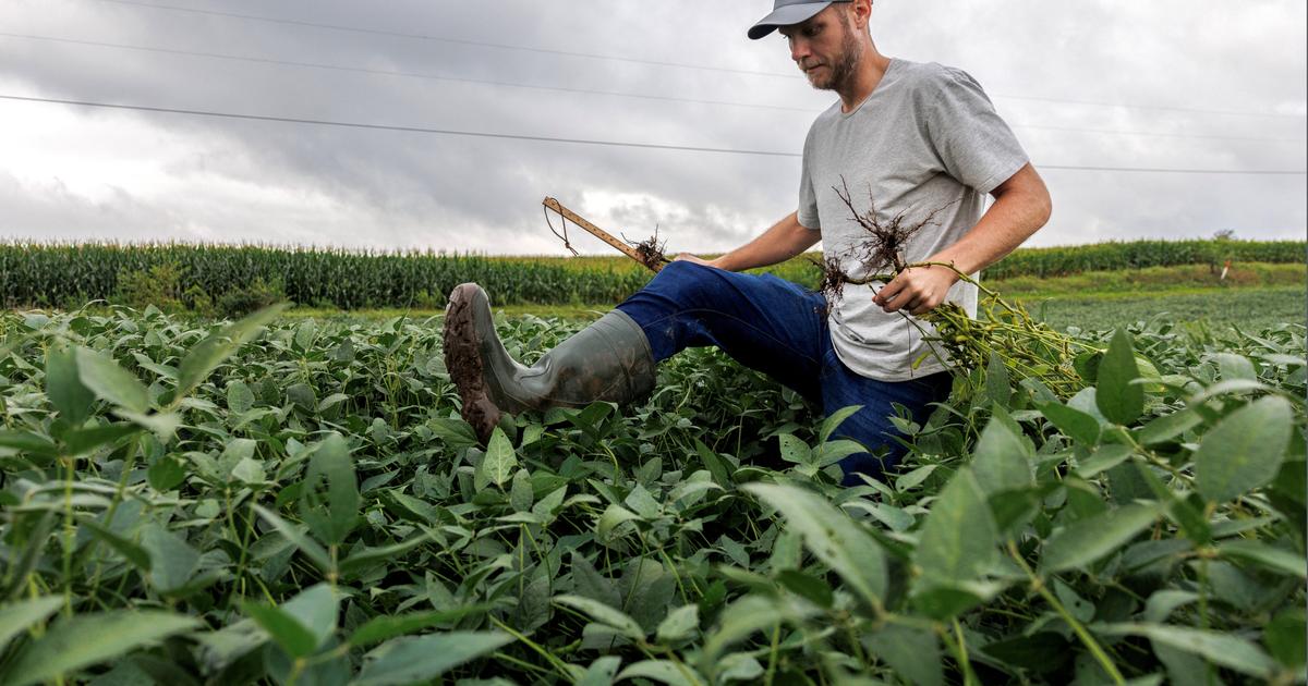«Le gouvernement Trump est en train de tuer l’agriculture» : le soja américain puni par la riposte de Pékin