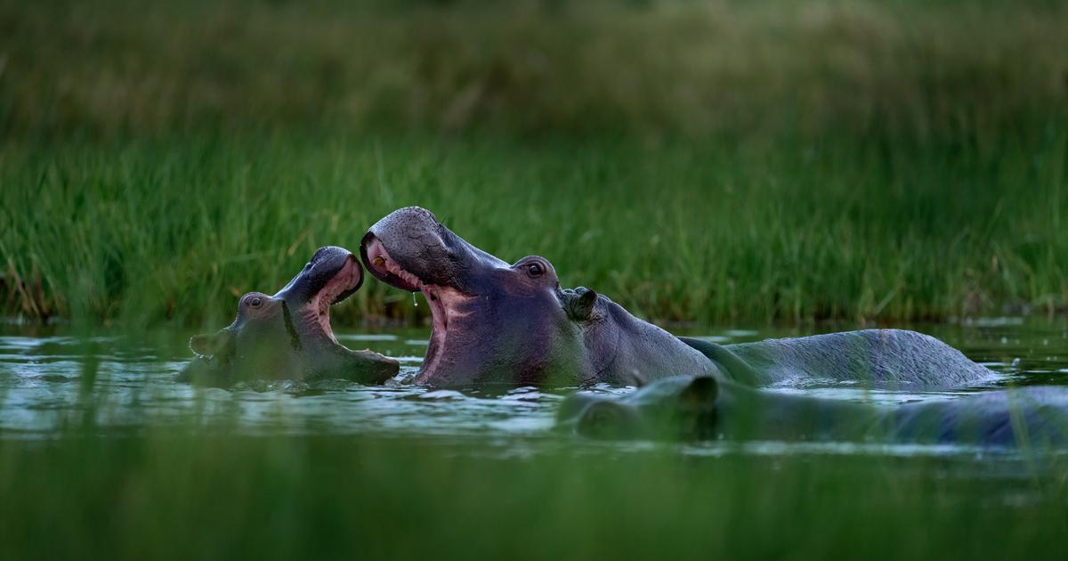 CÃ´te d'Ivoire: un hippopotame fait chavirer une pirogue, 11 disparus dont un nourrisson