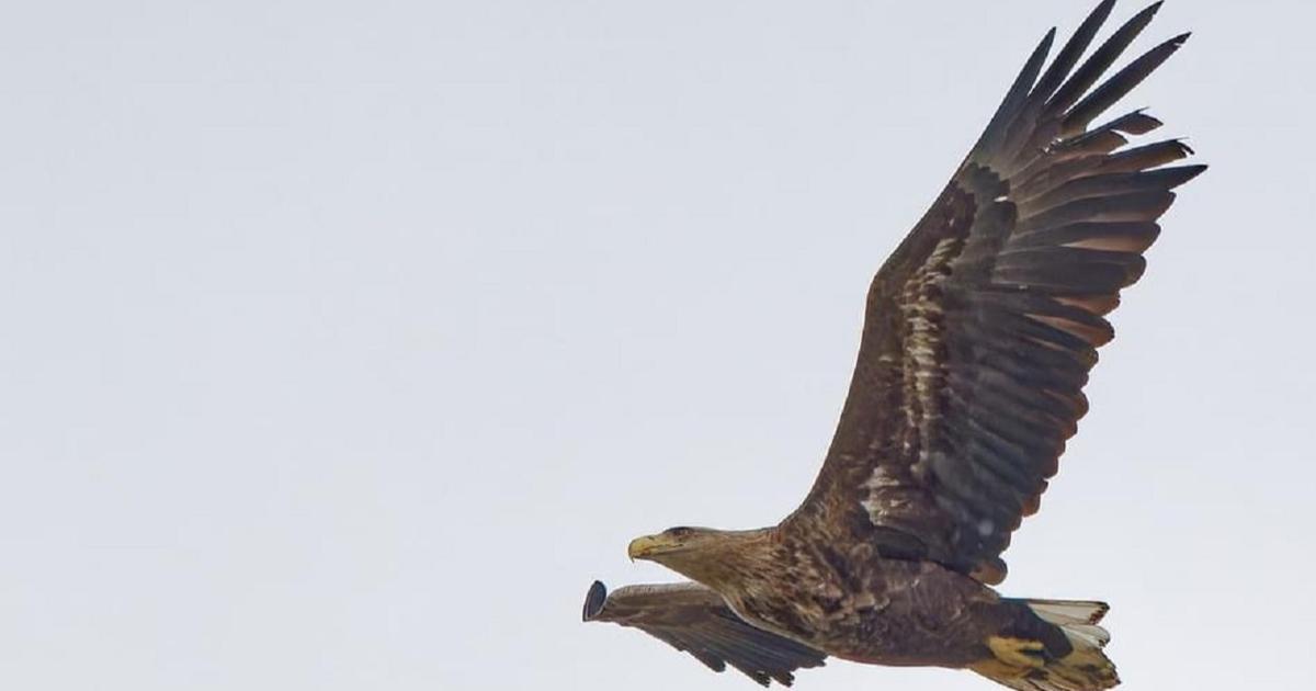 À Reims, procès en appel d’un pisciculteur accusé d’avoir tué un rapace protégé