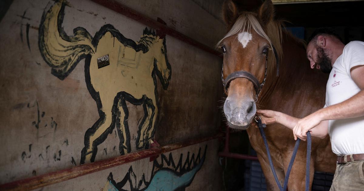 «Je ne suis pas qu’un punk à cheval» : ce vigneron travaille sa terre sans tracteur