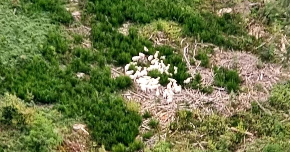 Disparues depuis une semaine, les chèvres cachemire d’une ferme du Beaujolais retrouvées grâce à un champion d’ULM