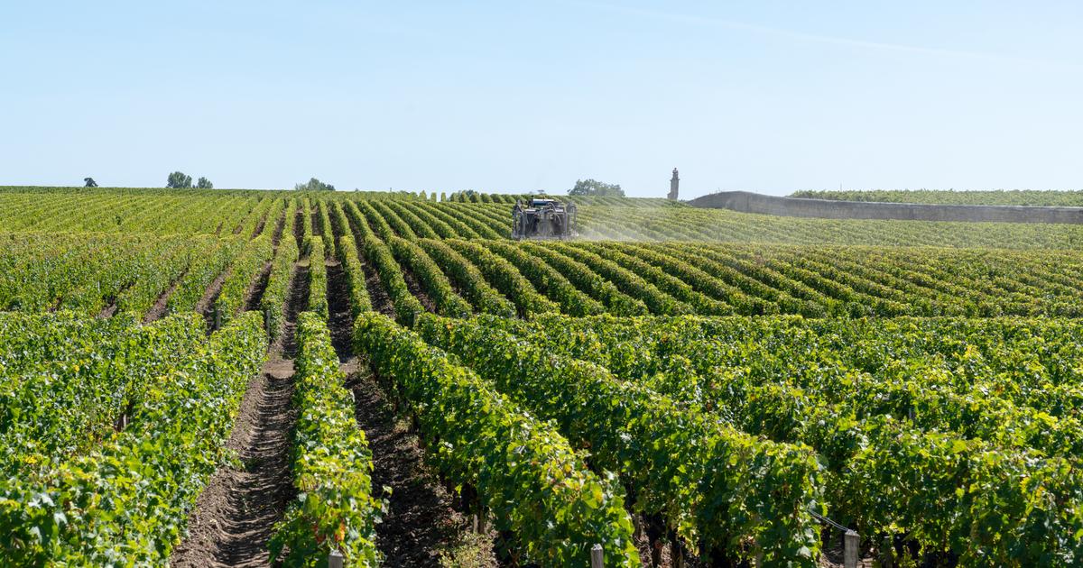 Pesticides : les riverains des vignes plus exposés que le reste de la population