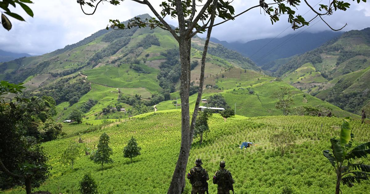 Les États-Unis ne considèrent plus la Colombie comme un allié contre le narcotrafic, annonce Washington