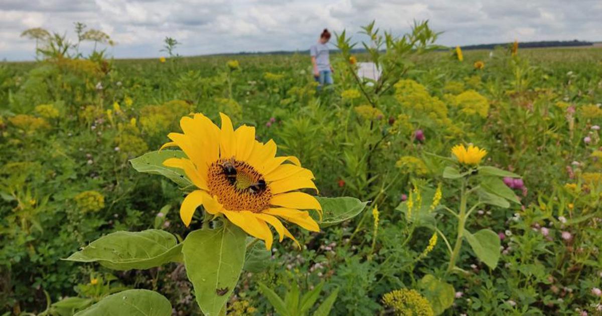 Coquelicot, bleuet, trèfle… Les agriculteurs au secours des abeilles et insectes pollinisateurs