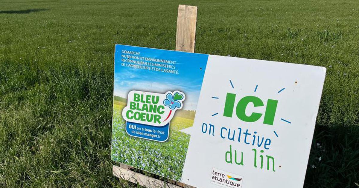 Pas d’irrigation, moins de fertilisants, amélioration de la santé… Le lin, une graine aux multiples bienfaits