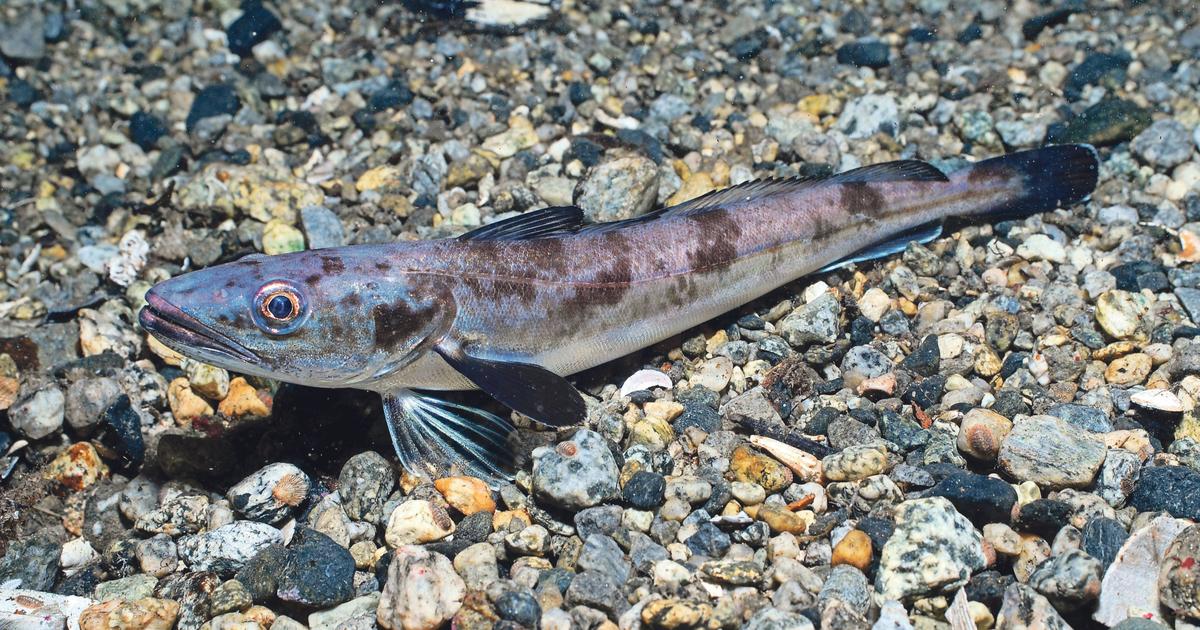 海を乾燥させるのを避けるために、あなたの皿にどんな魚が置かれましたか？