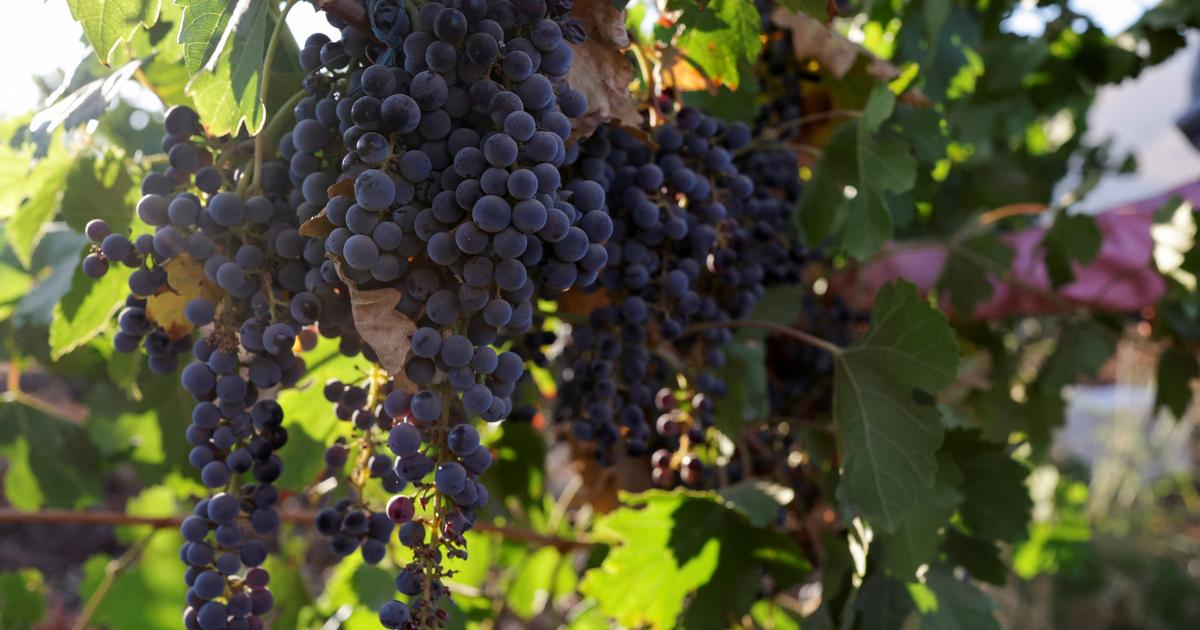 «Des températures adaptées» : dans le nord de l’Allemagne, comment le changement climatique a transformé la viticulture locale