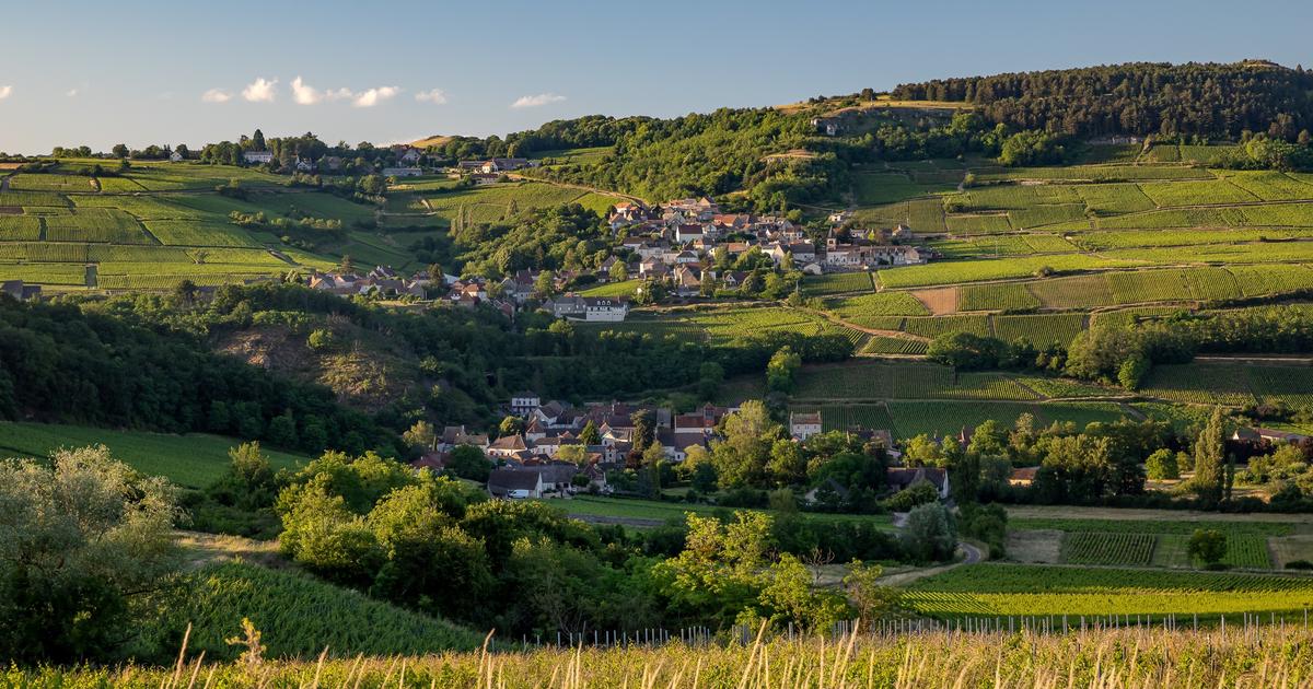 «C’est un vrai marathon» : dans les coulisses des préparatifs de la Saint-Vincent, la grande fête du vin en Bourgogne