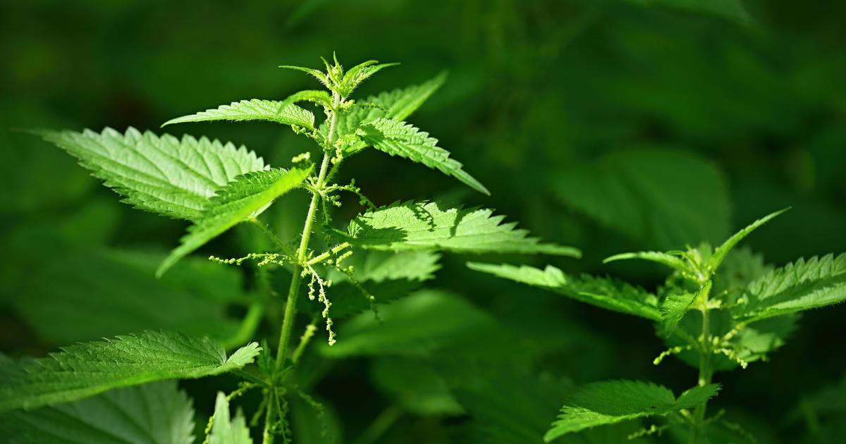 Pays basque : 600 kg de cannabis saisis, trois personnes interpellÃ©es