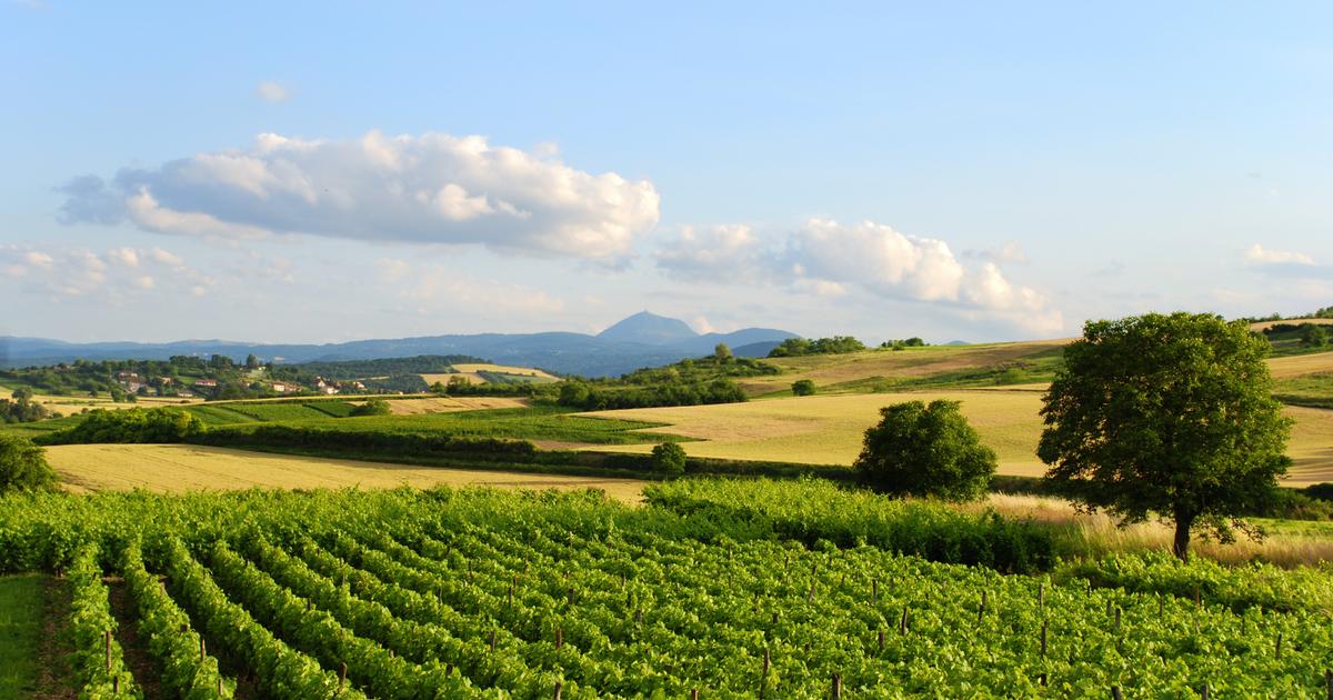 «Certains chardonnays auvergnats valent largement de très beaux bourgognes» : l’emballement soudain pour les vins d’Auvergne