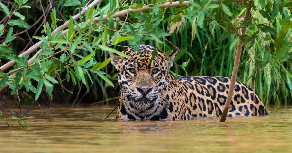 En Amérique du Sud, les jaguars fuient face aux loutres