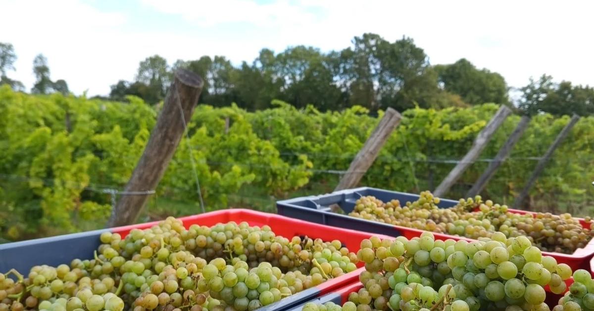«Nous devrions être à 5000 bouteilles» : après les vendanges, la Normandie attend une production de vin prometteuse