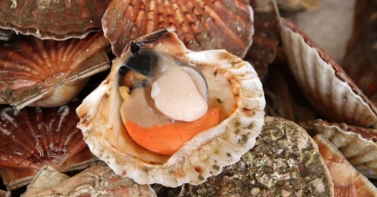L'abondance des coquilles Saint-Jacques en lÃ©ger recul