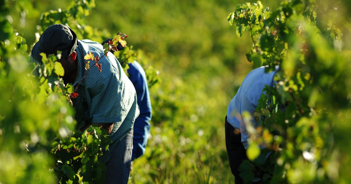 «Nous devons nous adapter» : face à l’urgence climatique, la tentation des vignerons de fuir les appellations
