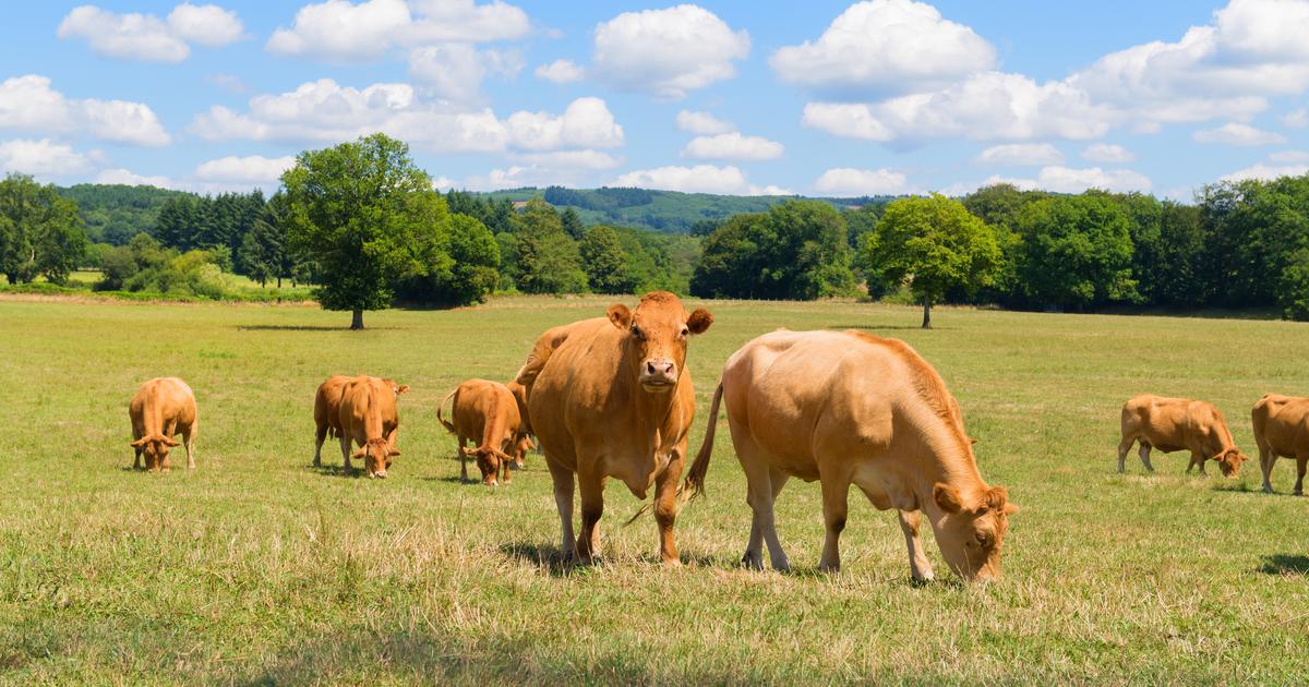 «Atteintes à la probité», «absentéisme»… La Cour des comptes épingle les dérives des chambres d’agriculture