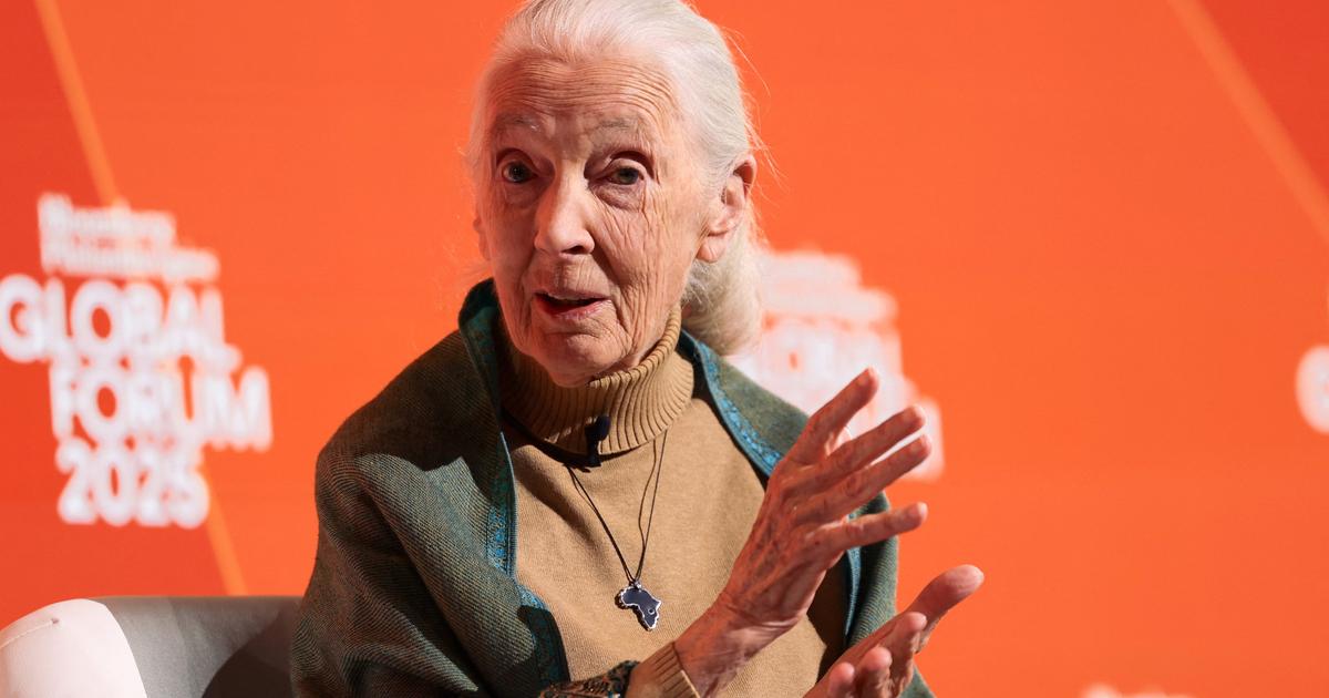 Lâ€™Ã©thologue et anthropologue Jane Goodall est morte Ã  91 ans