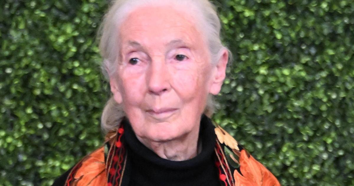 Jane Goodall s’en est allée à 91 ans : la mort de son 2e mari, 5 ans après leur mariage, ce drame qui a bouleversé sa vie